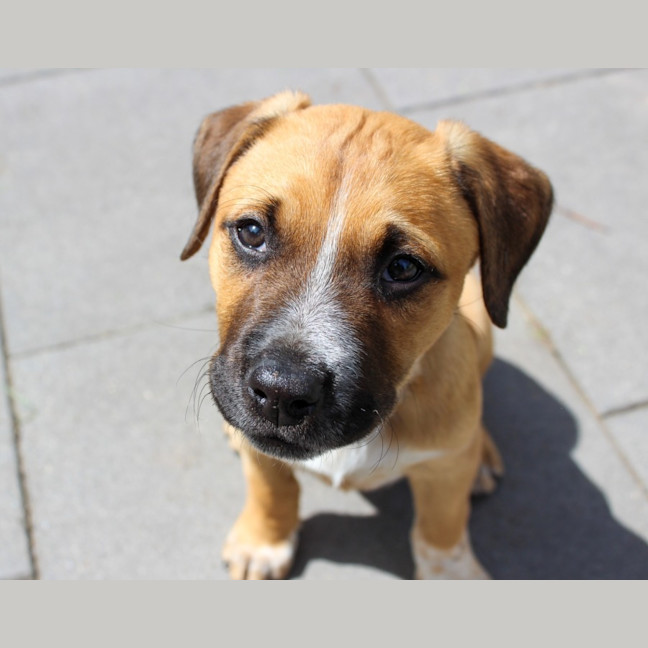 Photo of Billie   8 Week Old Mastiff X (Trial)