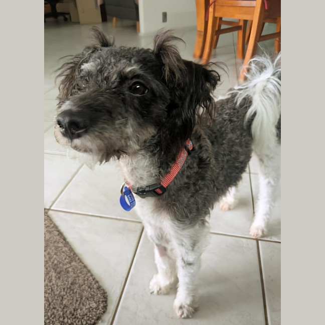 Photo of Jack   1 Year Old Poodle X Terrier 