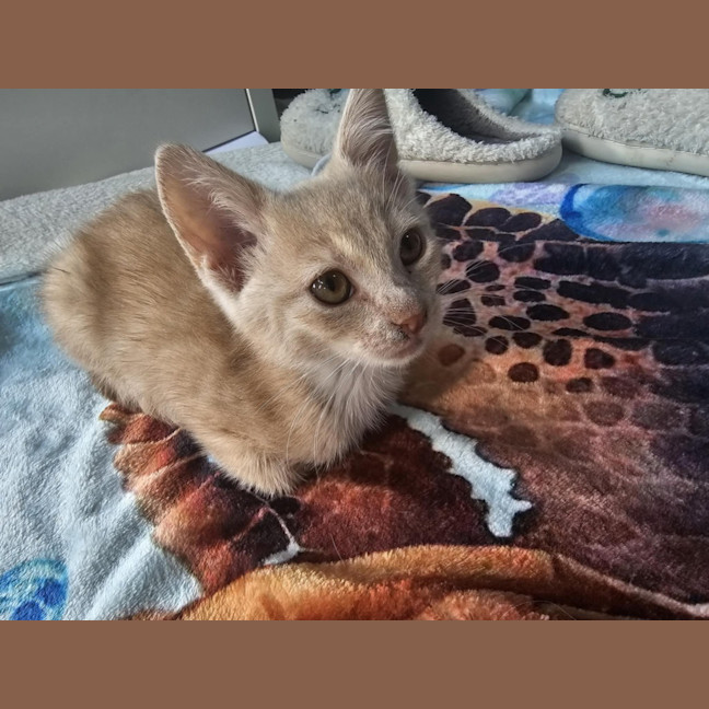 Photo of Lady