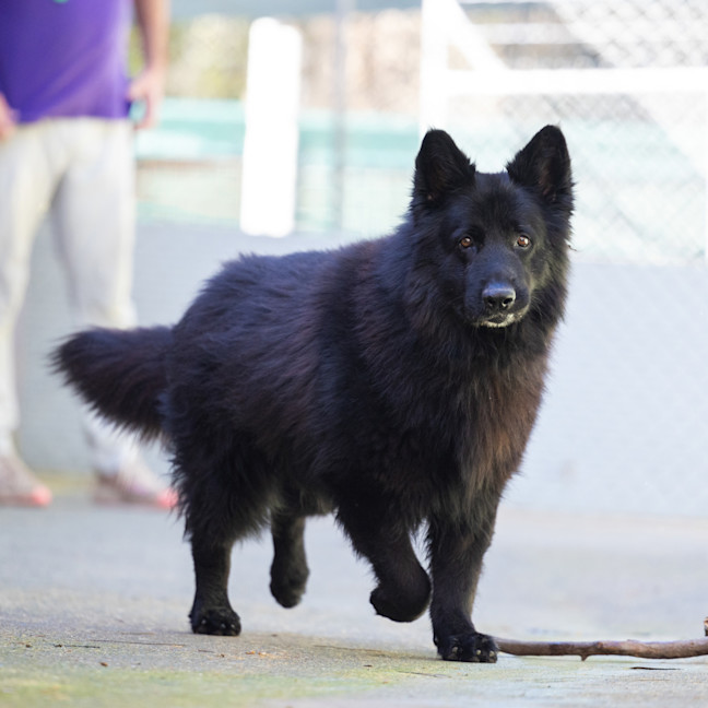 Photo of Wolfie