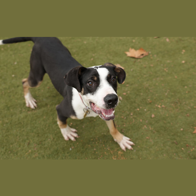 Photo of Pongo