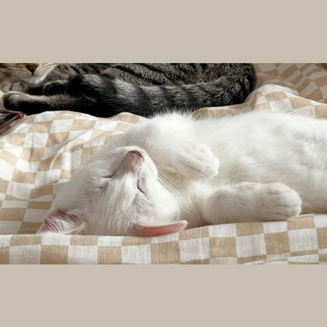 Photo of Whisper