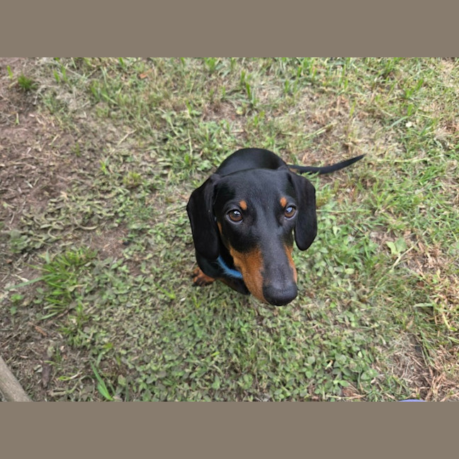 Photo of Milo