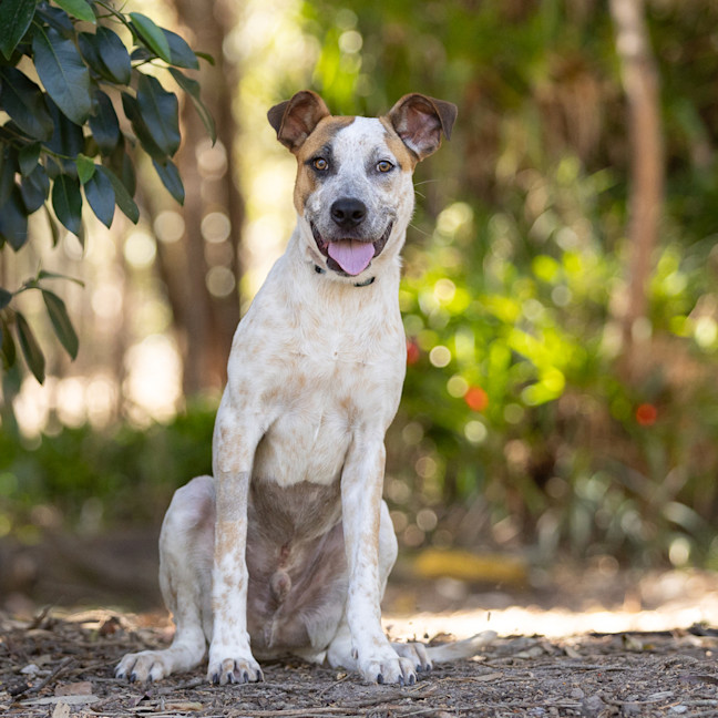 Photo of Bolt
