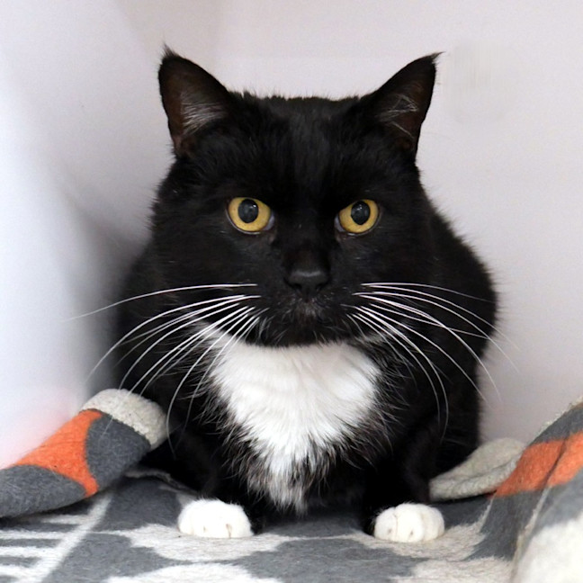 Photo of Ninja Sua012991