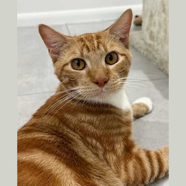 Photo of Garfield