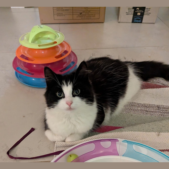 Photo of Mochi