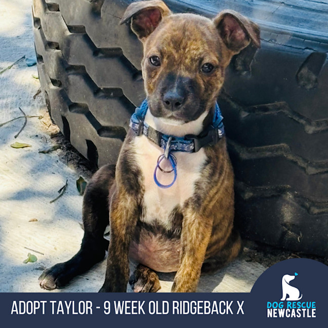 Photo of Taylor   9 Week Old Ridgeback X 