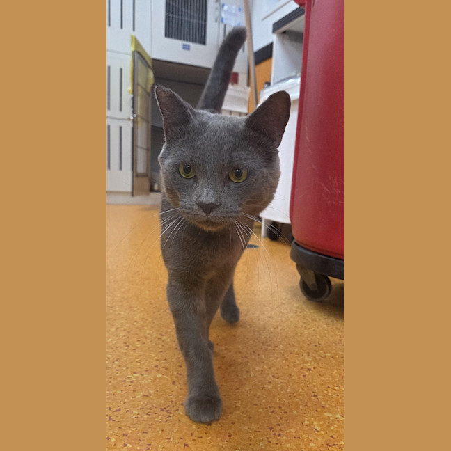 Photo of Shadow