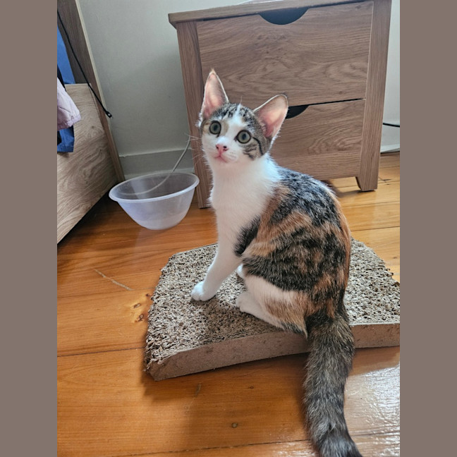 Photo of Pebbles