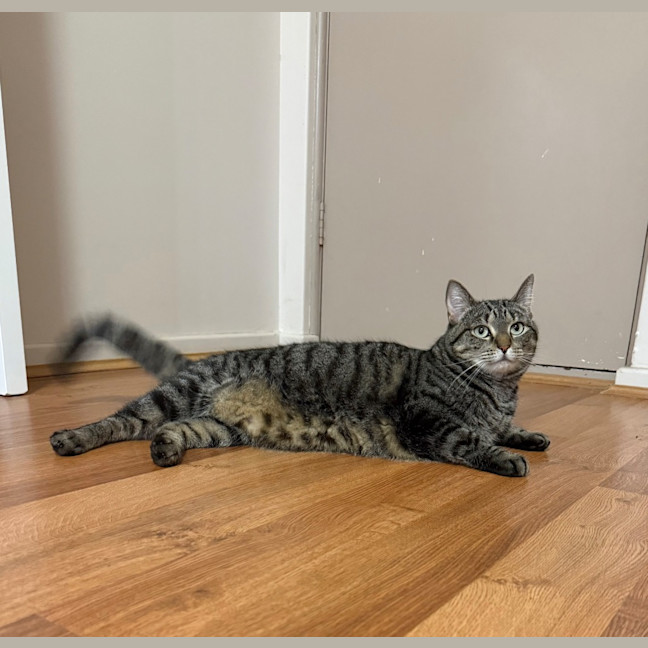 Photo of Tilly (Was Petal)