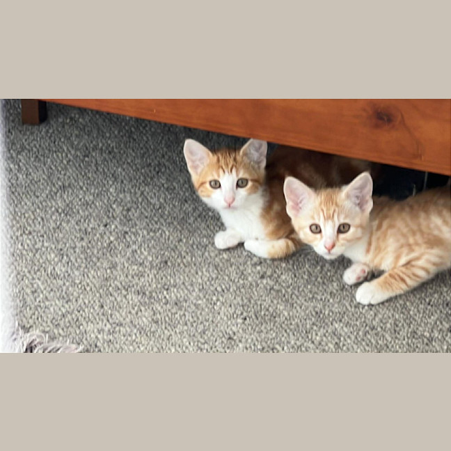 Photo of Macaroni Kitten