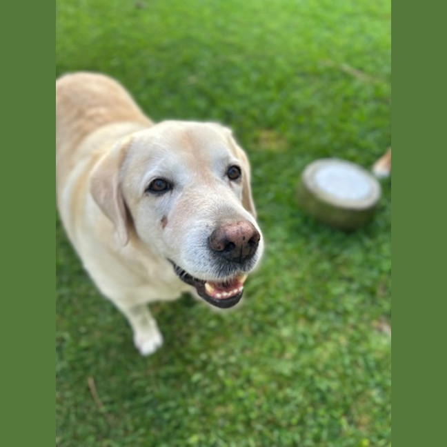 Photo of Bobby   12 Year Old Labrador