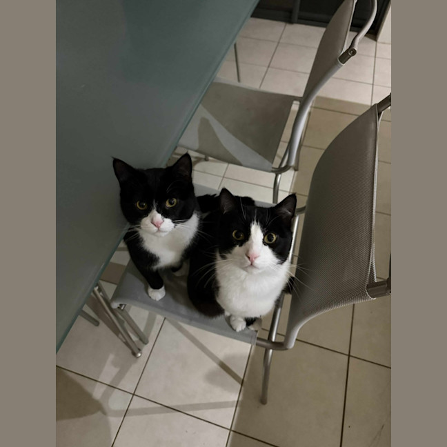 Photo of Pishi & Maloos