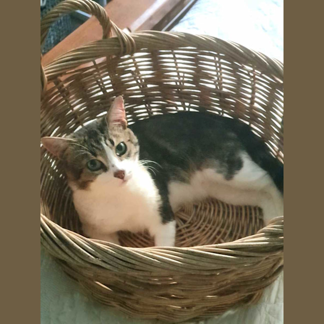 Photo of Chester