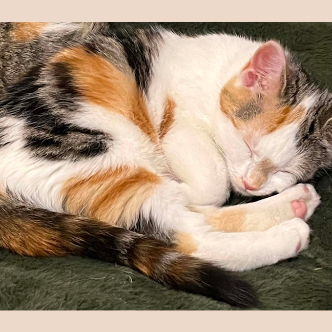 Photo of Callie