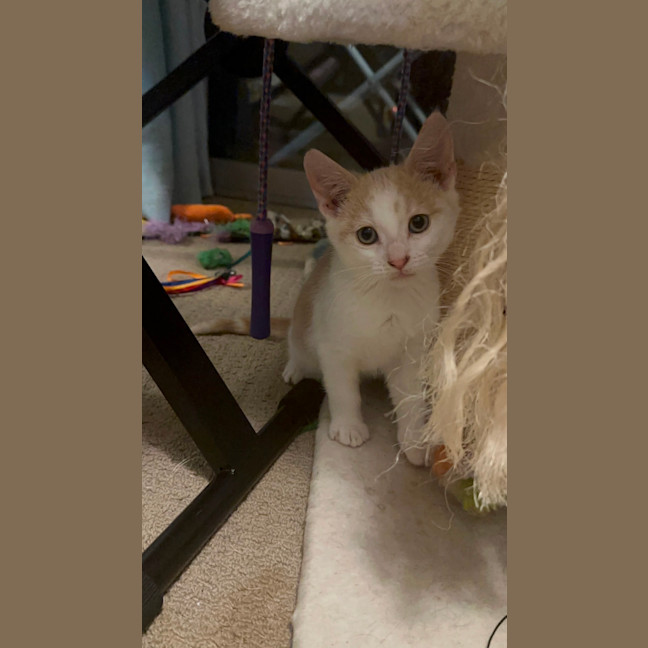 Photo of Peaches