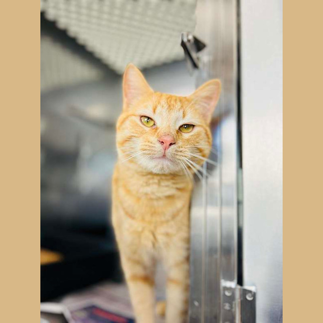 Photo of Simba