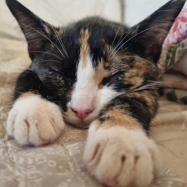 Photo of Muffin
