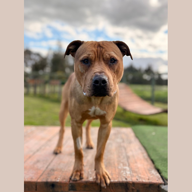 Photo of Tyson