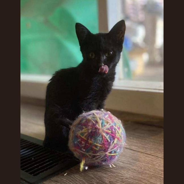 Photo of Blade