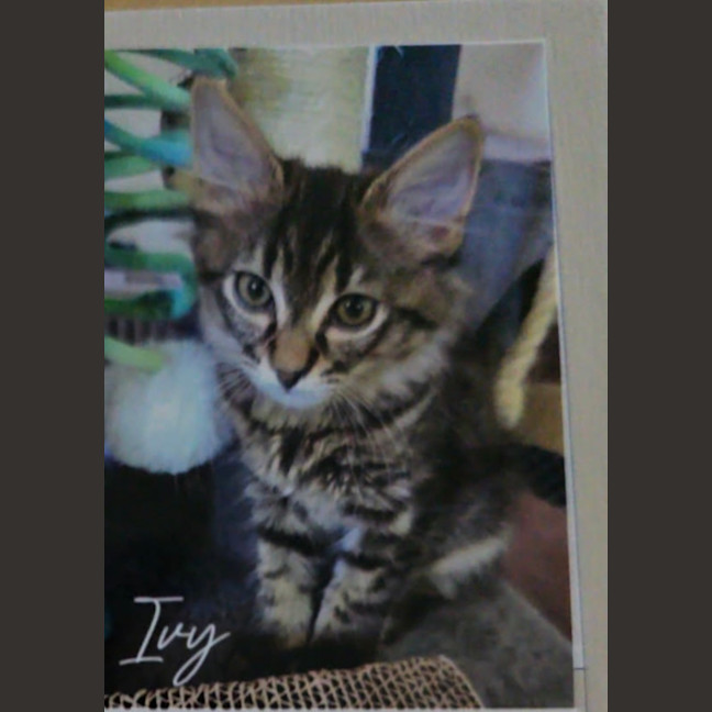 Photo of Ivy Meet Me@Petstock Carrum Downs 