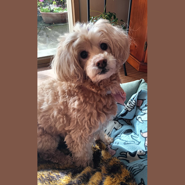 Photo of Dolce