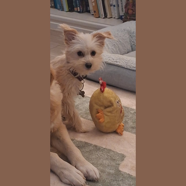 Photo of Rufus   11 Month Old Pomeranian X