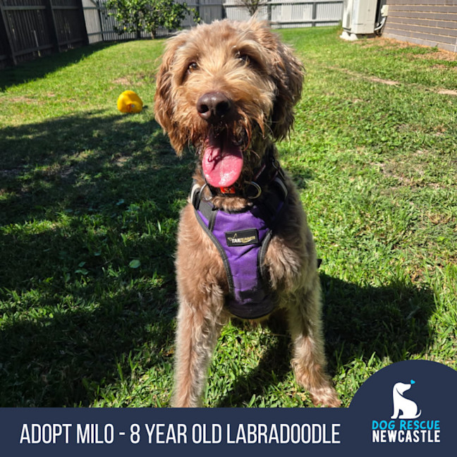 Photo of Milo   8 Year Old Labradoodle
