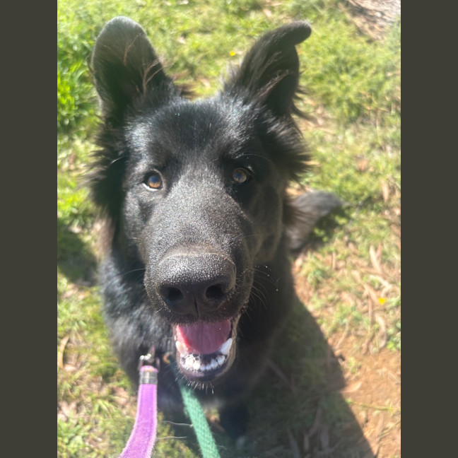 Photo of Bear