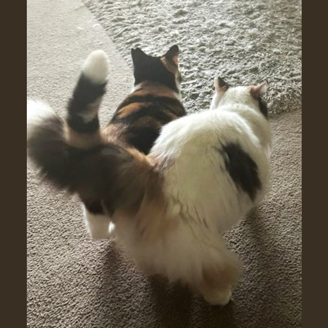 Photo of Rosie & Callie Need Another Chance