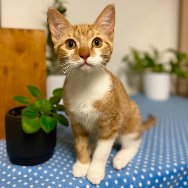 Photo of Benji And Thor