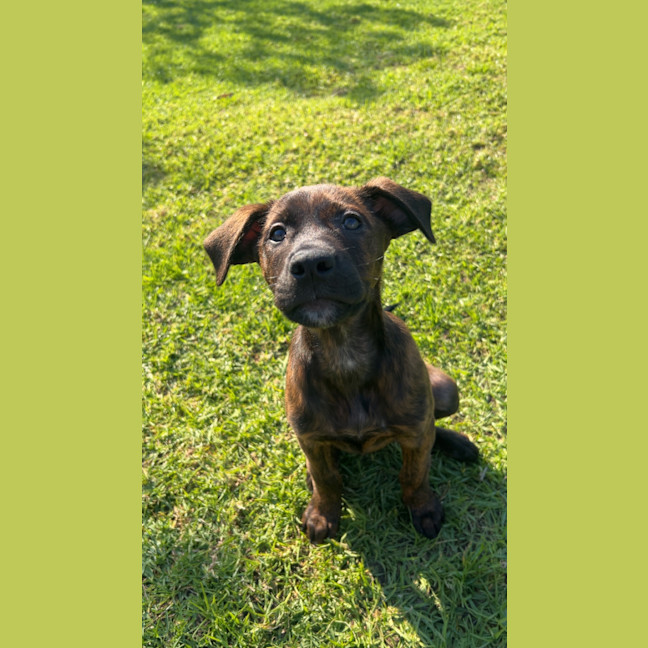 Photo of Coco
