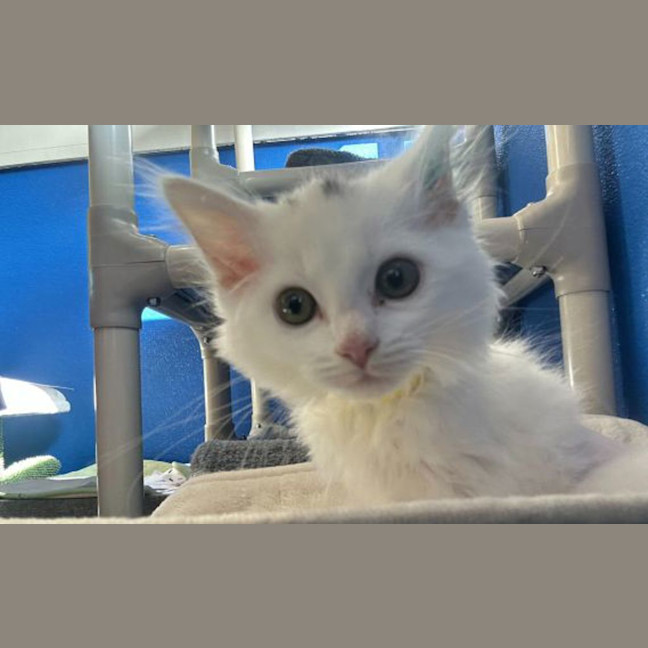 Photo of Mushi