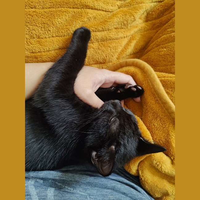 Photo of Sumi (Previously Chompa)