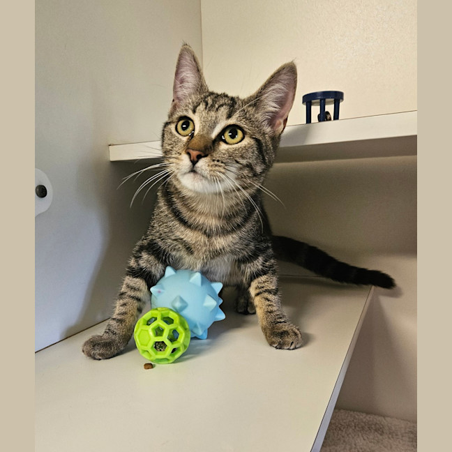 Photo of Cleo Cat Ra