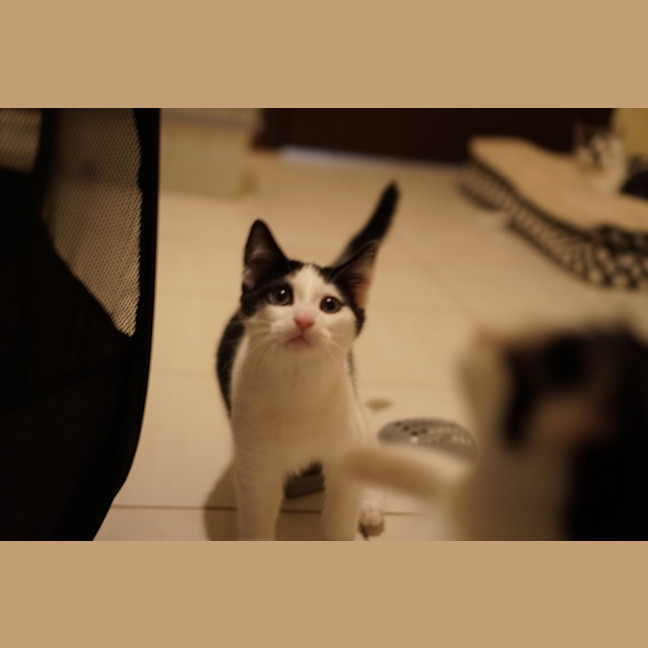 Photo of Oreo