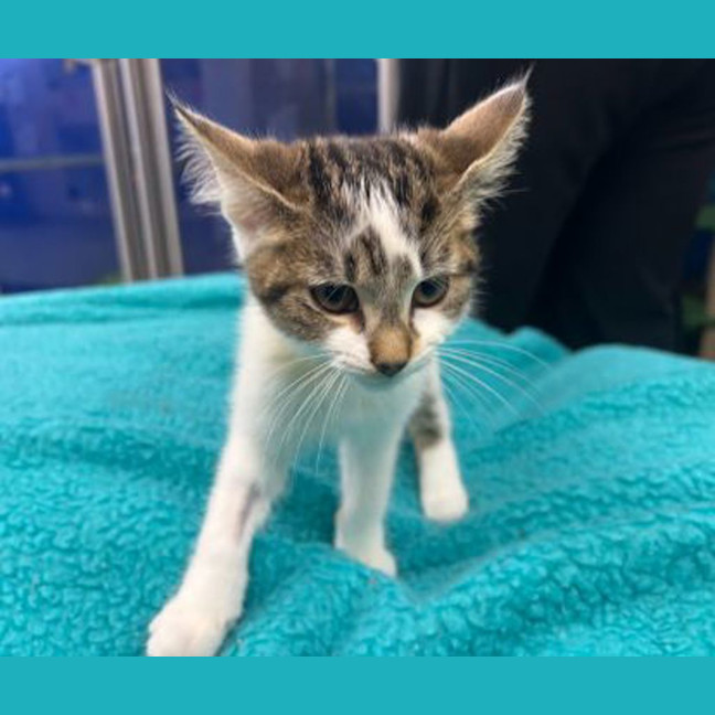 Photo of Summer