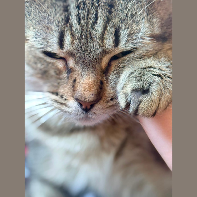 Photo of Stumpy