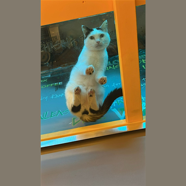 Photo of Galaxy Annihilator