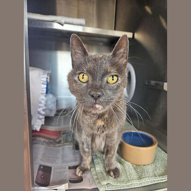 Photo of Smokey