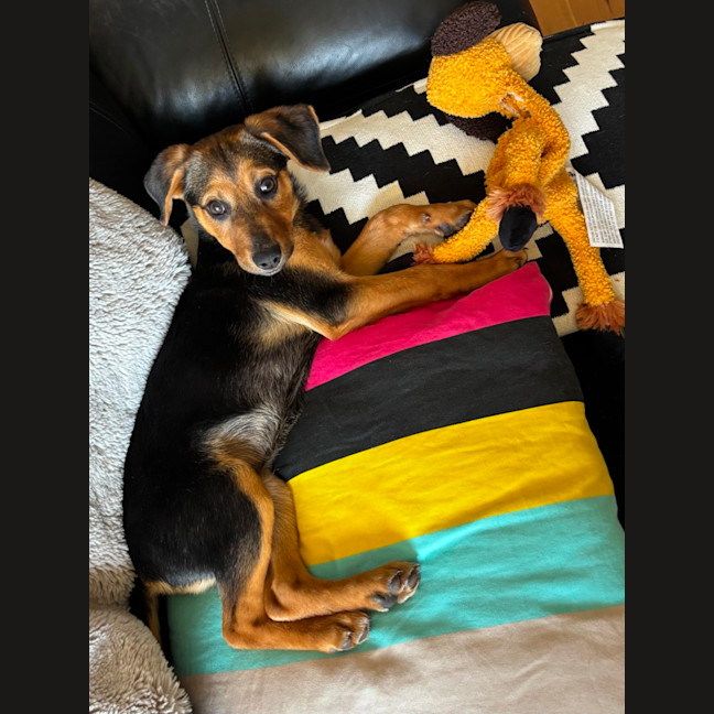 Photo of Stitch   4 Month Old Kelpie X