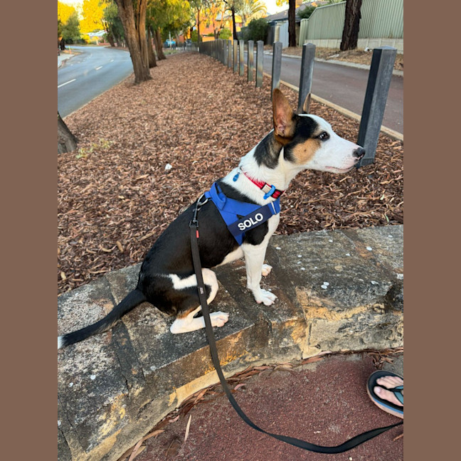 Photo of Dancer (Solo)