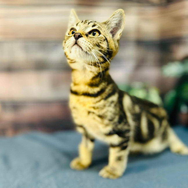 Photo of Orion   Located In Wallan