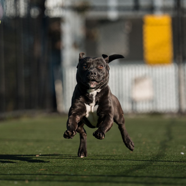 Photo of Pocket Imp 879