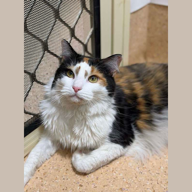 Photo of Ruby