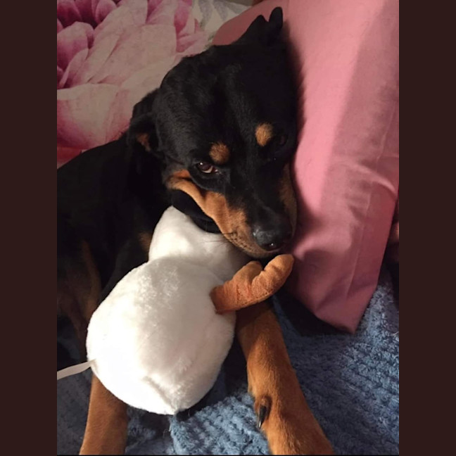 Photo of Lilly
