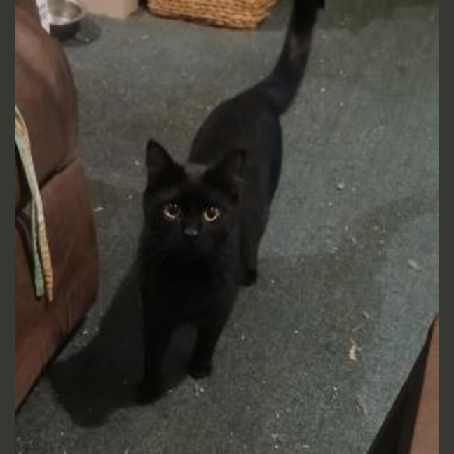 Photo of Shadow