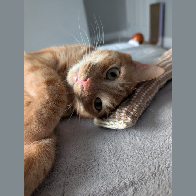 Photo of Toby