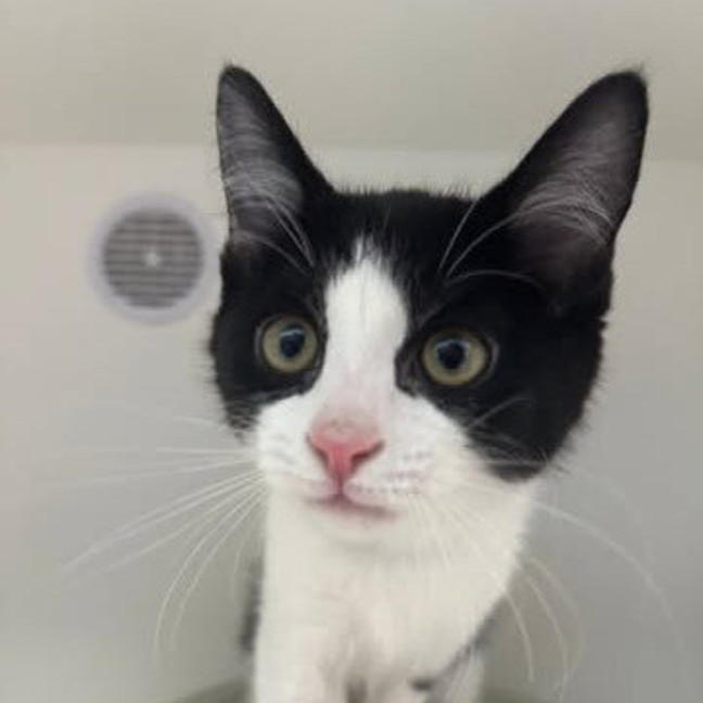 Photo of Loki